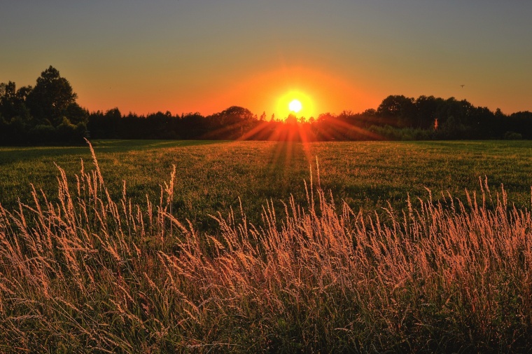 Syngenta-funded paper Says Glyphosate Best at Dawn