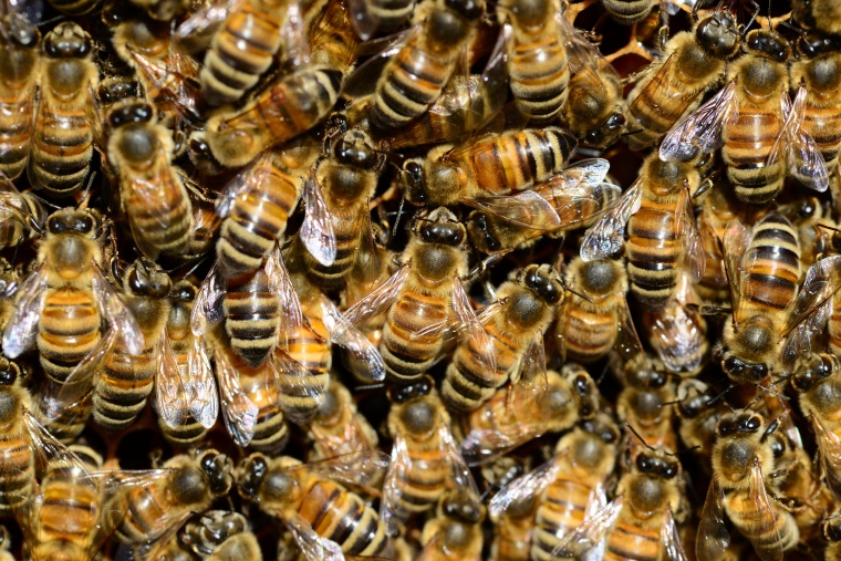 Diversity Center Sues EPA over Pesticide