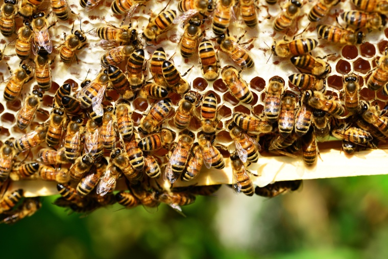 EU Adds Thiacloprid to Neonic Restrictions