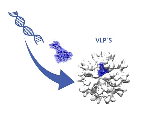 Bayer Animal Health and VLPbio to Collaborate (c) VLPbio