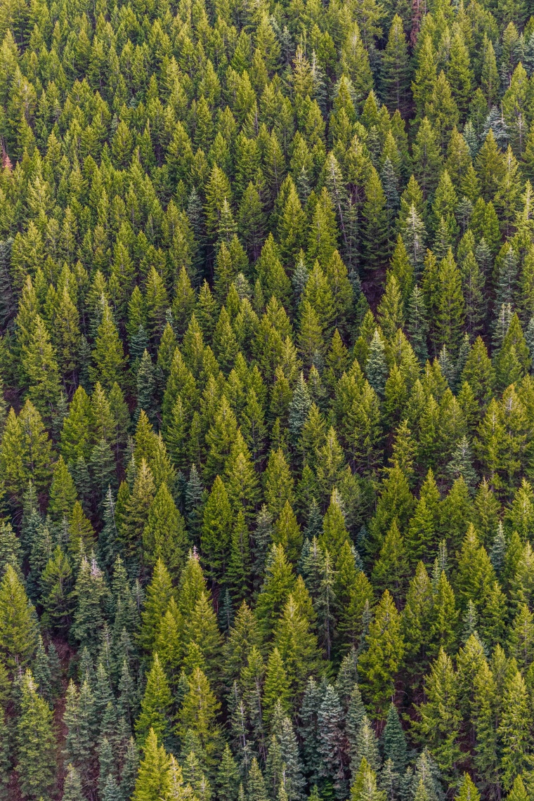 BP Invests in US Forest Carbon Company