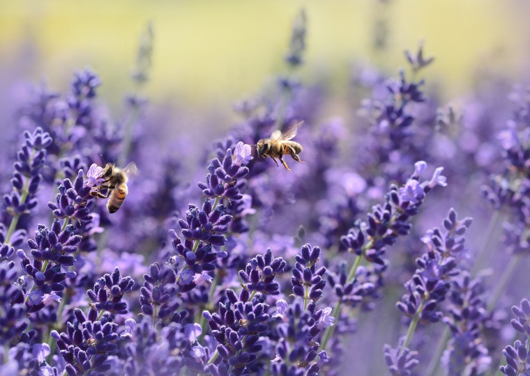 MEPs Block Moves to Weaken Bee Protection