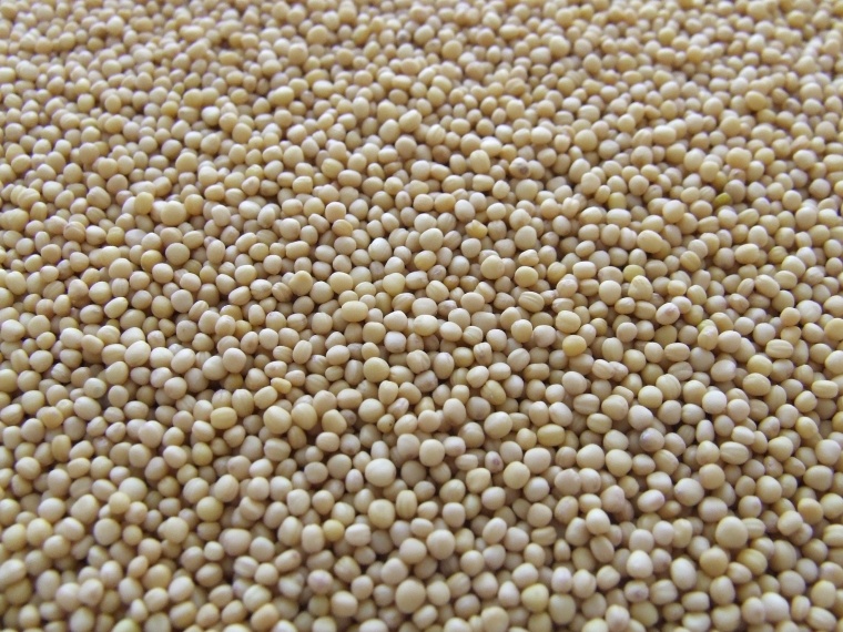 Bayer/Monsanto Win Brazilian Seed Patent Challenge
