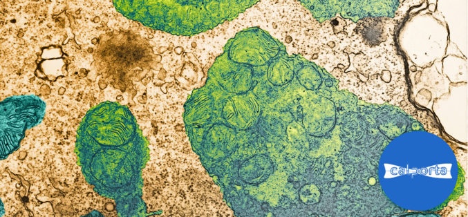 Merck & Co. Takes Calporta for $576 Million (c) Calporta