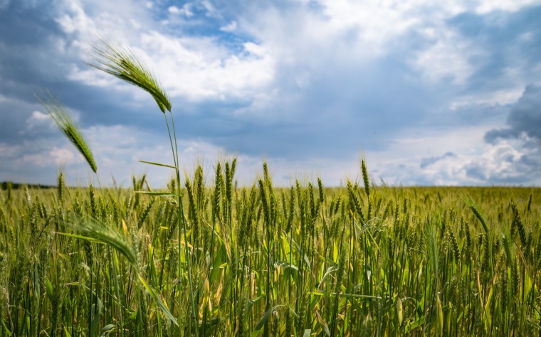 ChemChina and Sinochem Merge Agrochemicals