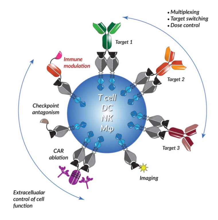 Astellas Acquires Xyphos Biosciences (c) Xyphos Biosciences