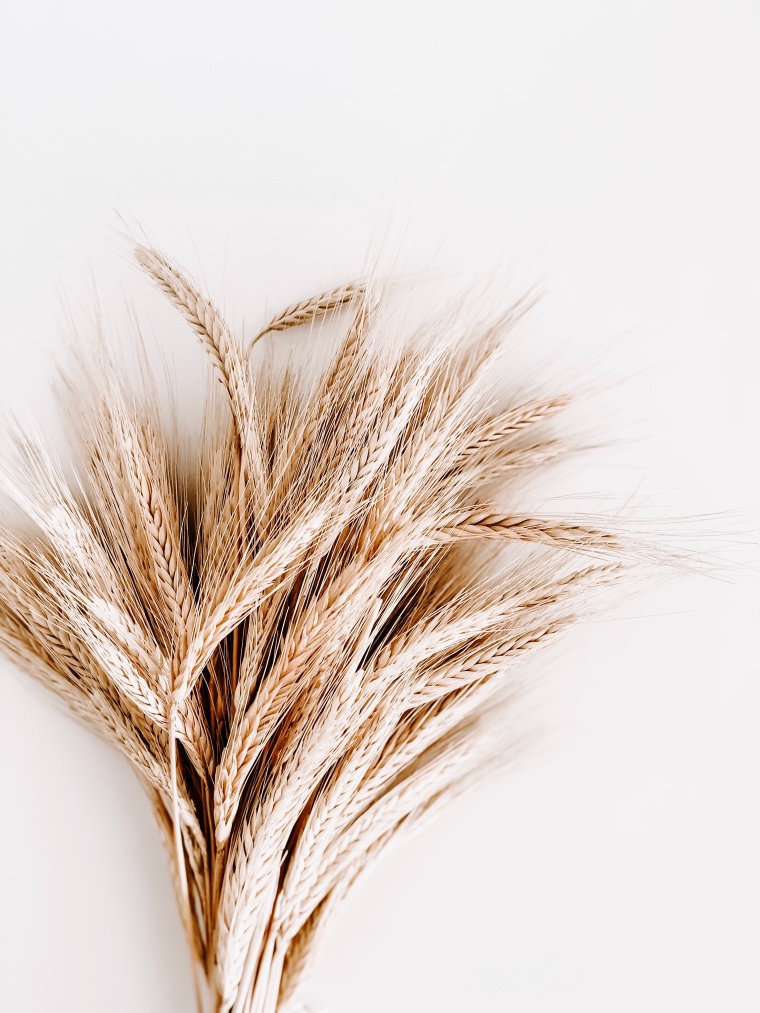 Bayer and Meiogenix in Crop Collaboration