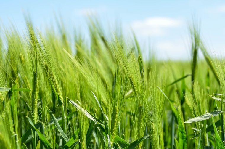 Syngenta and Novozymes Win Taegro Approvals