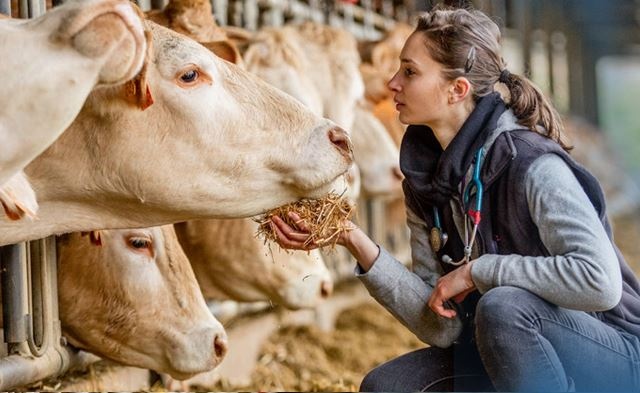 Florfenicol is a veterinary antibiotic that is highly effective in the...