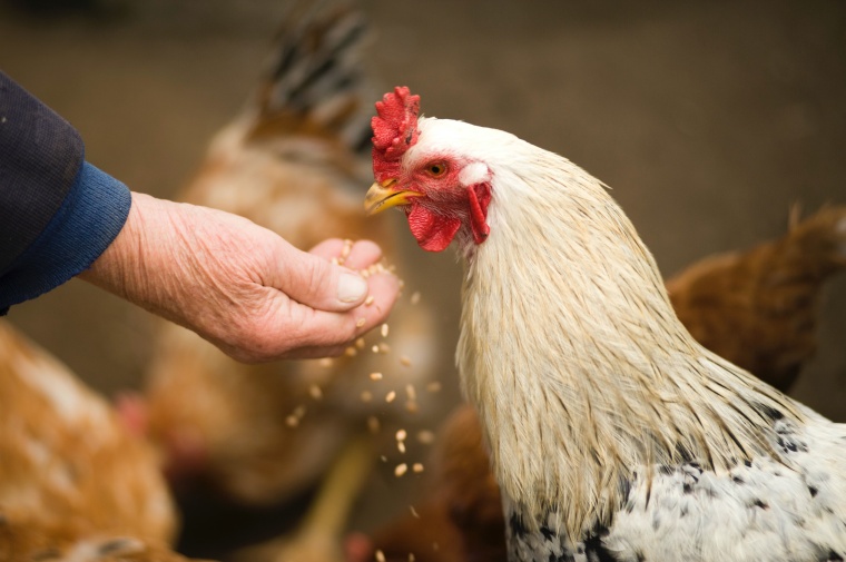 DSM Boosts Animal Health with Erber Buy (c) VisionPic.net