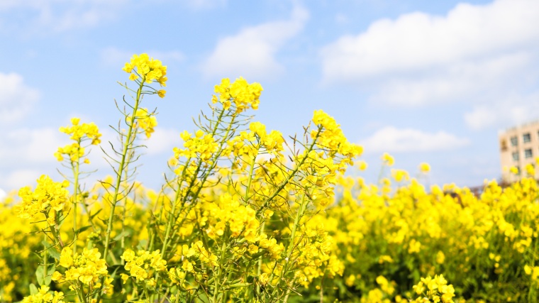 DSM has formed a joint venture with Avril to produce canola proteins to meet...