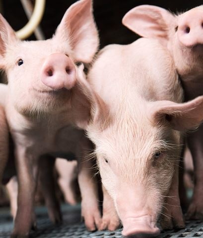 BASF invests in SmartAHC, a provider of digital solutions for pig farming. ©...