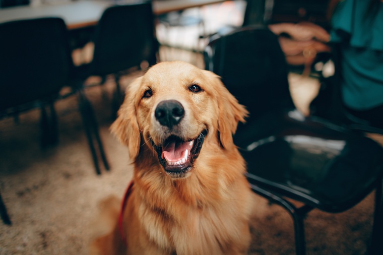 Invetx has launched a proprietary platform to develop novel veterinary drugs....