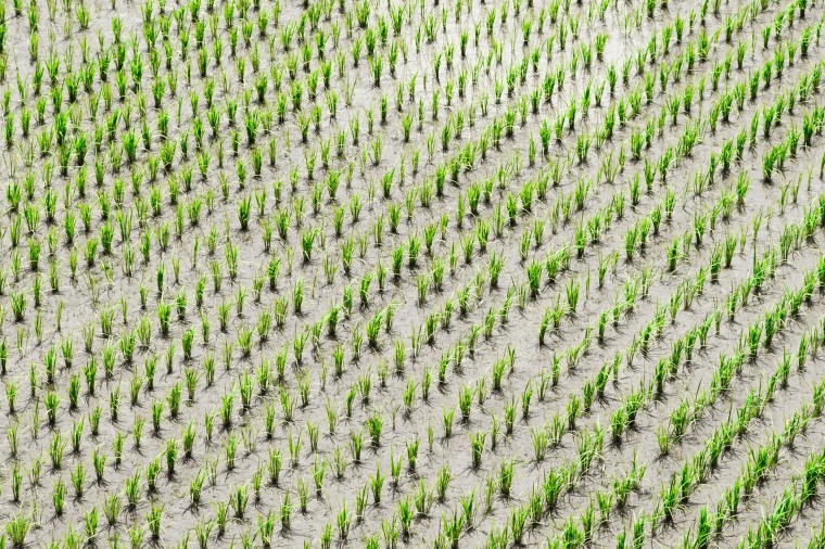 Adama is to take a majority stake in most of Huifeng Bio Agriculture’s...