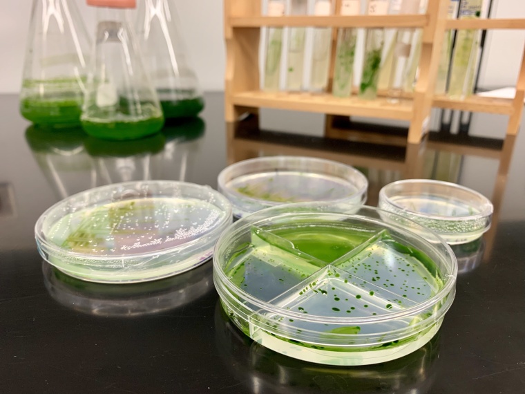 Oxy Low Carbon Ventures and bio-engineering start-up Cemvita Factory plan to...