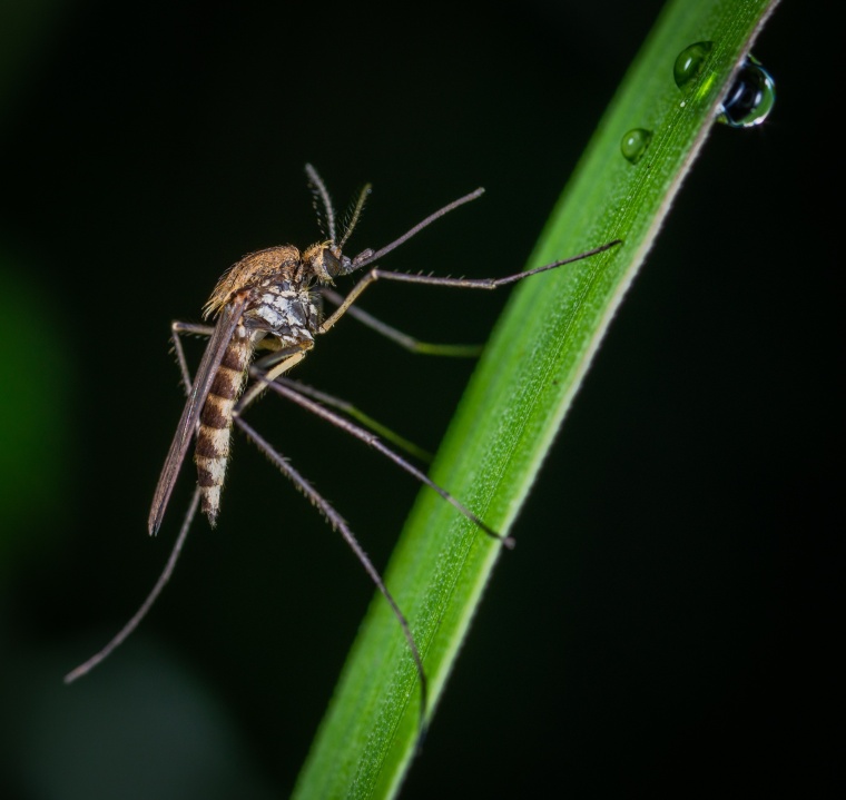 The World Health Organization (WHO) has recommended administering...