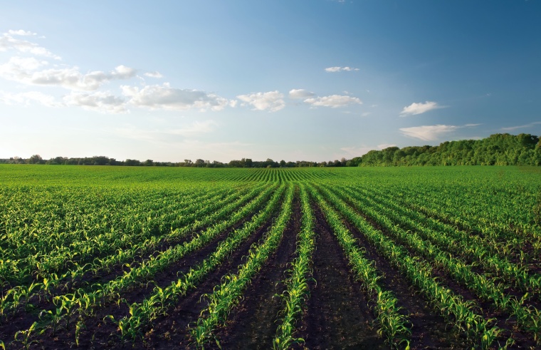 © Syngenta