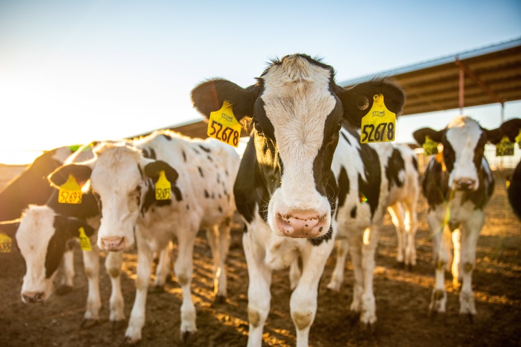 MSD Animal Health to Acquire Elanco’s Aqua Business. © MSD Animal Health