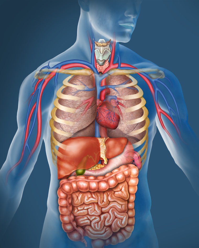 © Alexilusmedical/Shutterstock