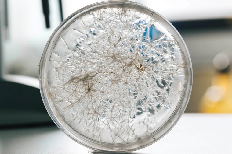 © Hairy root culture generated through the transformation of plants. │...