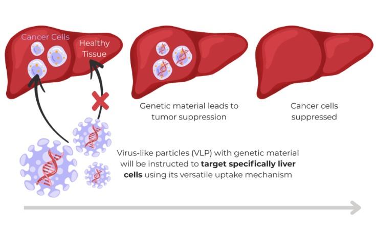 Hoviones virus-like particle technology will be engineered and functionalized...