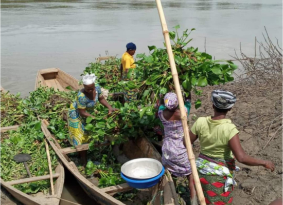 Local women harvesting water hyacinth for processing.