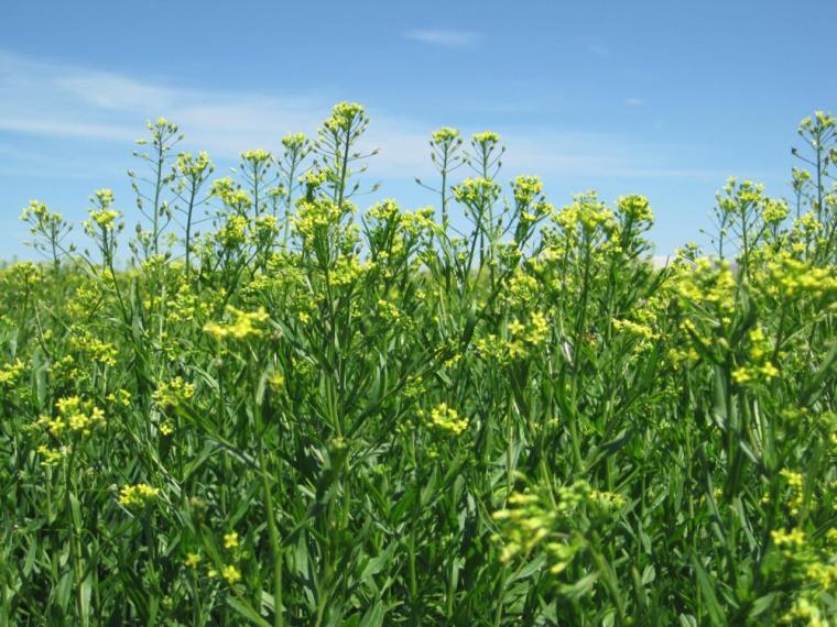 Bayer und BP starten eine langfristige, strategische Zusammenarbeit, um die...