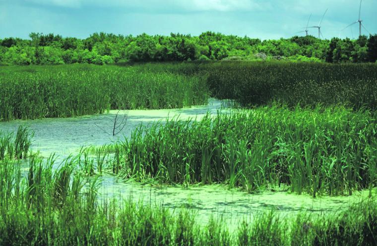 Sustainability measures extend far beyond the LiMA production process: Wetlands...