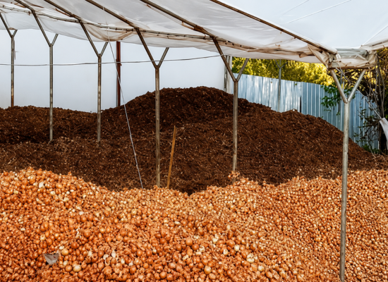 Eggshells