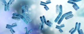 graphical antibody representation