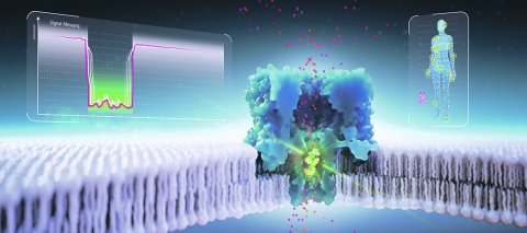 Ein entscheidender Vorteil der Nanoporentechnologie liegt in ihrem Plattformcharakter. Sie lässt sich durch die Auswahl einer geeigneten Nanopore flexibel an unterschiedliche Anwendungsfelder anpassen, von der Wirkstoffentwicklung über die Prozessanalytik bis hin zur Diagnostik.
